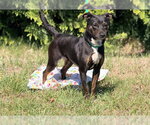 Small #2 Feist Terrier Mix