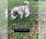 Puppy Marshmallow Aussiedoodle-Poodle (Standard) Mix