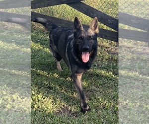 German Shepherd Dog Puppy for sale in CLERMONT, FL, USA