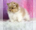 Small #5 Pomeranian