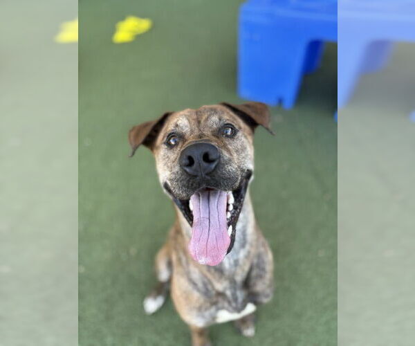 Medium Photo #2 Mutt Puppy For Sale in Chandler, AZ, USA