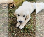 Small #4 Golden Retriever