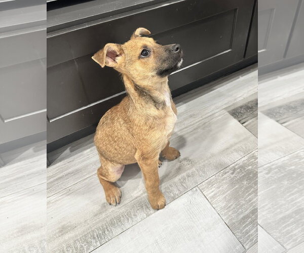 Medium Photo #6 Mutt Puppy For Sale in The Woodlands, TX, USA
