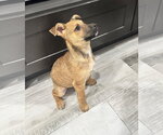 Small Photo #6 Mutt Puppy For Sale in The Woodlands, TX, USA