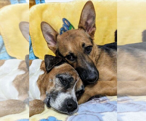 Medium Photo #2 German Shepherd Dog-Unknown Mix Puppy For Sale in Los Angeles, CA, USA