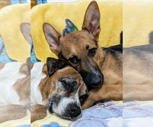 Mickey - Male German Shepherd Dog-Unknown Mix Dog for Adoption - Photo #2