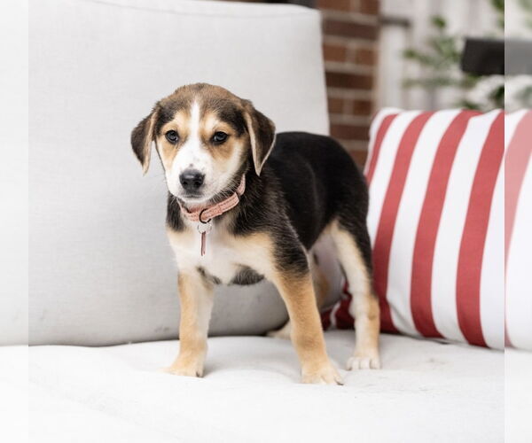 Medium Photo #1 Mutt Puppy For Sale in Plymouth, MN, USA