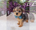 Small #4 Yorkshire Terrier