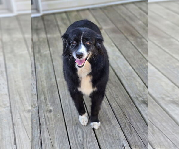 Medium Photo #3 Australian Shepherd Puppy For Sale in Social Circle, GA, USA