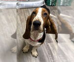 Small #2 Basset Hound