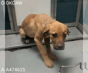 Mutt Dogs for adoption in Oklahoma City, OK, USA