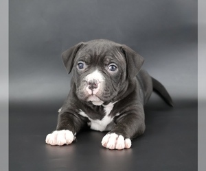 American Bully Puppy for sale in CHAMPAIGN, IL, USA