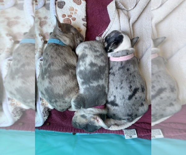 Medium Photo #1 French Bulldog Puppy For Sale in BLOOMINGTON, IN, USA