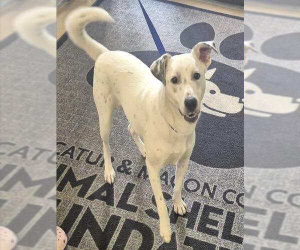 Medium Photo #1 Mutt Puppy For Sale in Decatur, IL, USA