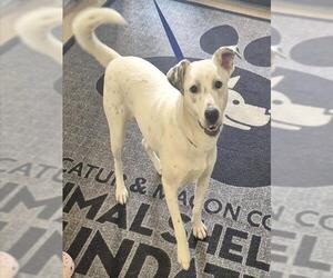 Mutt Dogs for adoption in Decatur, IL, USA