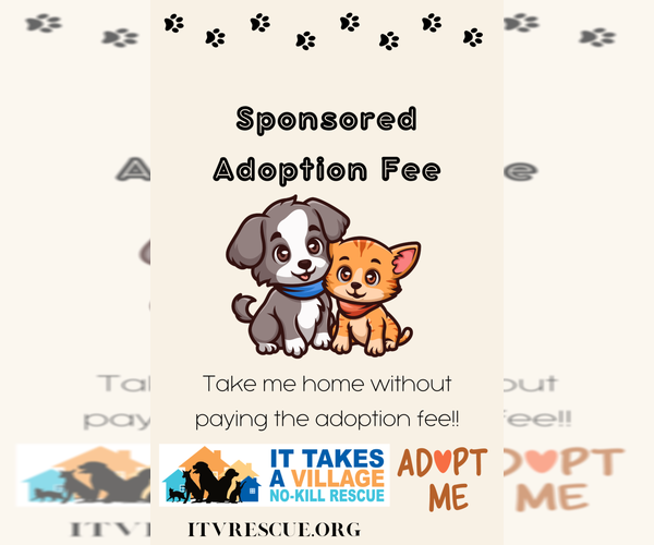 Medium Photo #4 Mutt Puppy For Sale in Evansville, IN, USA