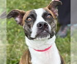Small #24 Boxer Mix