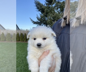Miniature American Eskimo Puppy for sale in OREGON CITY, OR, USA