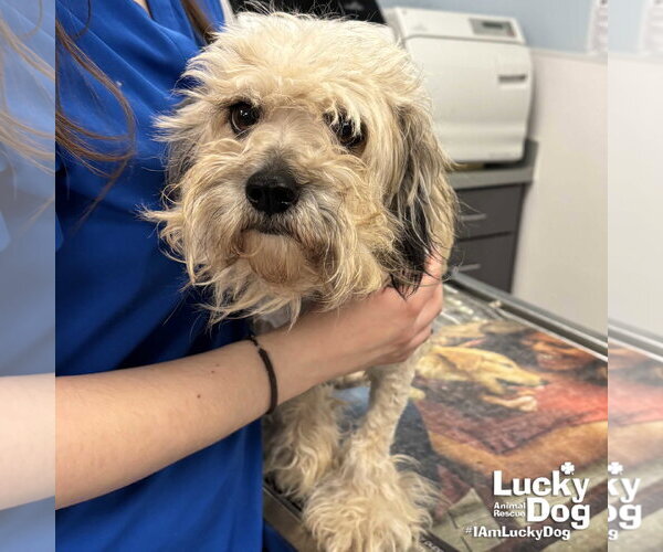Medium Photo #1 Havanese-Unknown Mix Puppy For Sale in Washington, DC, USA