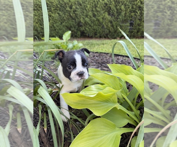 Medium Photo #5 Boston Terrier Puppy For Sale in FREDONIA, KS, USA