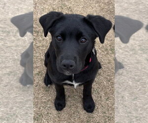 Labrador Retriever-Unknown Mix Dogs for adoption in Boston, MA, USA