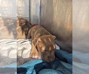 American Staffordshire Terrier-Unknown Mix Dogs for adoption in San Antonio, TX, USA