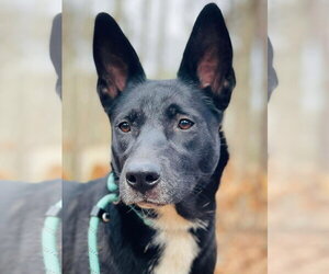 Australian Kelpie-Unknown Mix Dogs for adoption in Social Circle, GA, USA