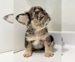 French Bulldog Puppy for Sale in LONG BEACH, California USA