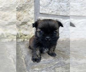 Shih Tzu Puppy for sale in DUBLIN, TX, USA