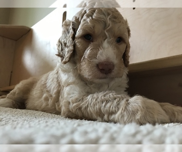 Medium Photo #3 Goldendoodle Puppy For Sale in BYRAM, MS, USA
