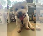 Small #6 Maltese Mix