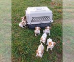 Small Photo #16 Brittany Puppy For Sale in CULPEPER, VA, USA