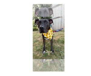 Bobby - Male Labrador Retriever-Unknown Mix Dog for Adoption - Photo #6