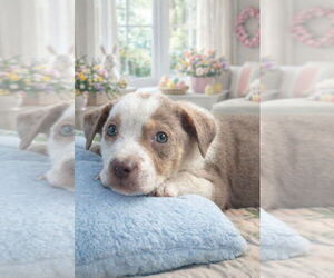 Catahoula Leopard Dog-Unknown Mix Dogs for adoption in Sanford, FL, USA