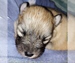 Small Photo #13 Pomsky Puppy For Sale in LOVELAND, CO, USA