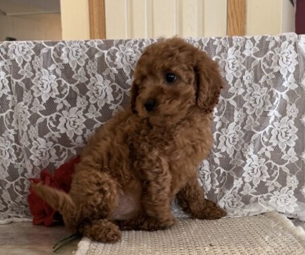 Medium Photo #4 Cavapoo (Miniature) Puppy For Sale in THORP, WI, USA
