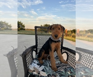 Airedale Terrier Puppy for sale in JOSHUA, TX, USA