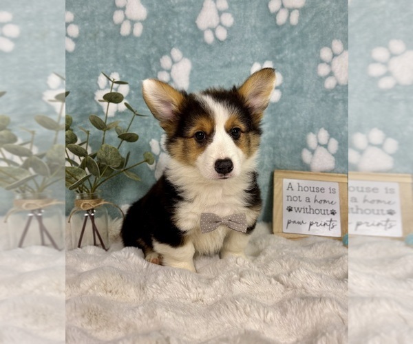 Medium Photo #2 Pembroke Welsh Corgi Puppy For Sale in NOBLESVILLE, IN, USA