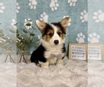 Small #1 Pembroke Welsh Corgi
