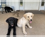 Small Photo #6 Shepradors Puppy For Sale in GLADYS, VA, USA