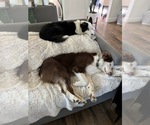Small #27 Border-Aussie