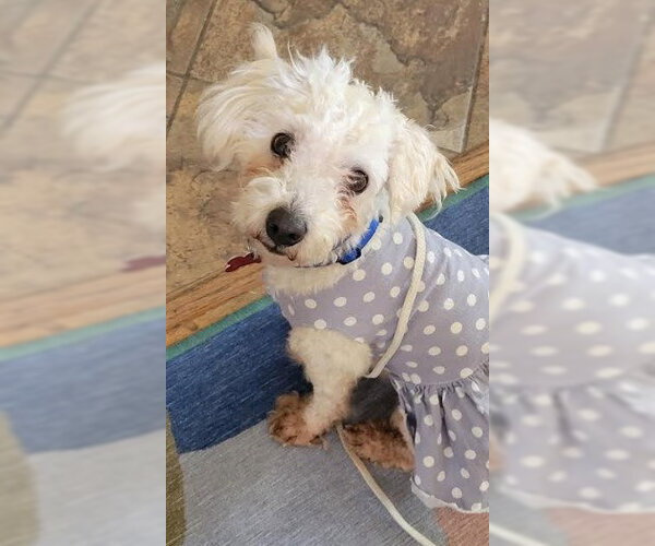 Medium Photo #3 Maltipoo (Miniature) Puppy For Sale in San Diego, CA, USA