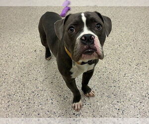 American Bulldog-Unknown Mix Dogs for adoption in Brighton, CO, USA