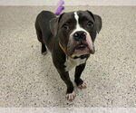 Small American Bulldog Mix