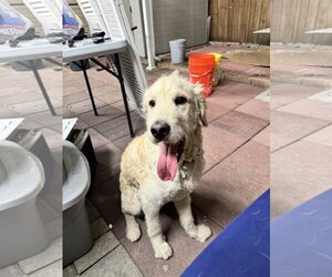 Golden Retriever Dogs for adoption in Miami, FL, USA