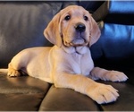 Small Photo #64 Labrador Retriever Puppy For Sale in BUFFALO, NY, USA