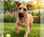Small #12 Redbone Coonhound Mix