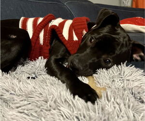 Kamara - Female American Staffordshire Terrier-Labrador Retriever Mix Dog for Adoption - Photo #11
