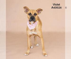 Labrador Retriever-Unknown Mix Dogs for adoption in Conroe, TX, USA