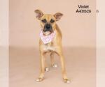Small Labrador Retriever Mix